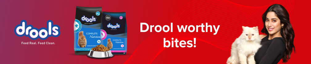 /drools?sort[by]=popularity&sort[dir]=desc&limit=50