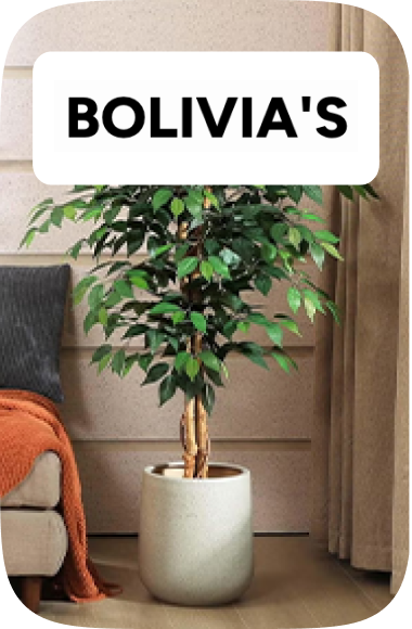 /home-and-kitchen/home-decor/bolivias/