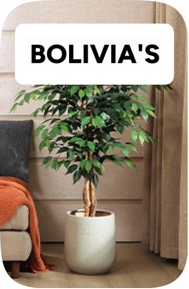 /home-and-kitchen/home-decor/bolivias/