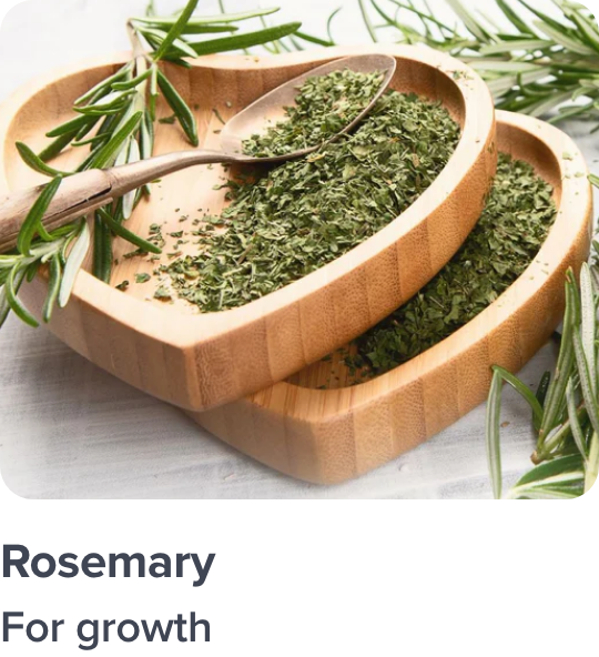 /rosemary-ingredient-haircare/