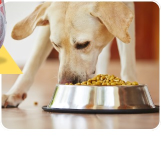 /pet-supplies/dogs-16275/food-16695?sort[by]=new_arrivals&sort[dir]=desc&limit=50