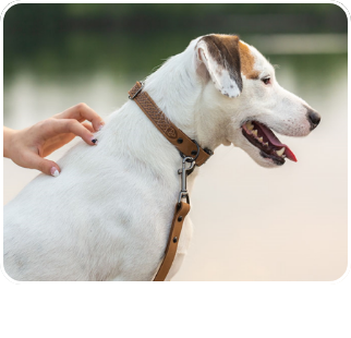 /pet-supplies/dogs-16275/collars-harnesses-and-leashes-17359?sort[by]=new_arrivals&sort[dir]=desc&limit=50