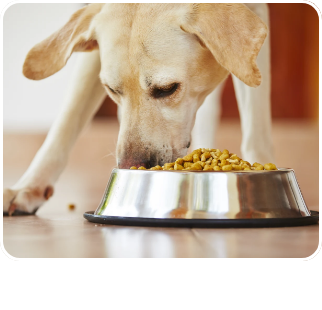 /pet-supplies/dogs-16275/food-16695?sort[by]=new_arrivals&sort[dir]=desc&limit=50