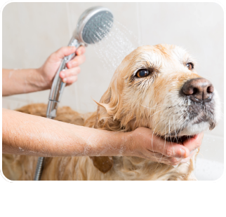/pet-supplies/dogs-16275/grooming-23314?sort[by]=new_arrivals&sort[dir]=desc&limit=50