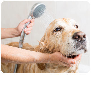 /pet-supplies/dogs-16275/grooming-23314?sort[by]=new_arrivals&sort[dir]=desc&limit=50